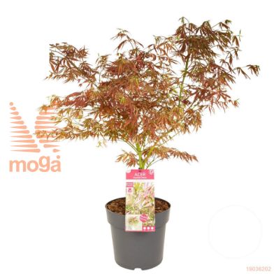http://twentheplant.nl/tsd/82824_ACPEXTRA_9C10060080_1.jpg