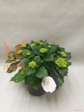 http://twentheplant.nl/tsd/53316_HYMCPALA_8P23030040_1.jpg
