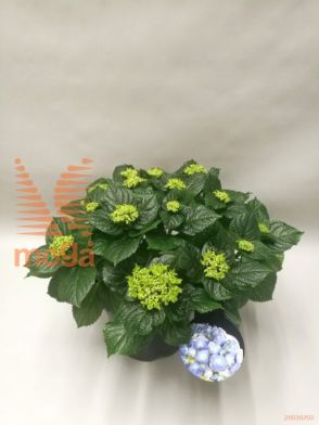 http://twentheplant.nl/tsd/53316_HYMEBLUE_8P23030040_1.jpg