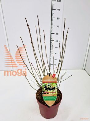http://twentheplant.nl/tsd/91250_ARMLHELP_8P23050060_1.jpg