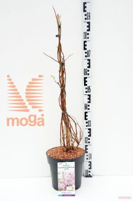 http://twentheplant.nl/tsd/91250_DERSUNDA_8p23060080_1.jpg