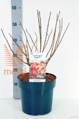 http://twentheplant.nl/tsd/91250_HYPGRAFF_8P26_1.jpg
