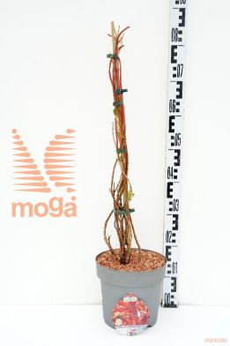 http://twentheplant.nl/tsd/91250_WEWOFIRE_8p23060080_1.jpg