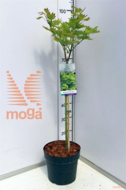 http://twentheplant.nl/tsd/91250_ACSAUREU_S060P23_1.jpg