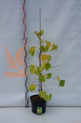 http://twentheplant.nl/tsd/58250_CECRSUN_9C10100125_1.jpg