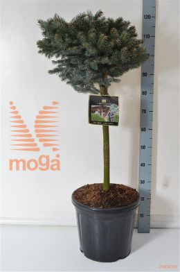 http://twentheplant.nl/tsd/73487_PIPGGLOB_S060C20_2.jpg