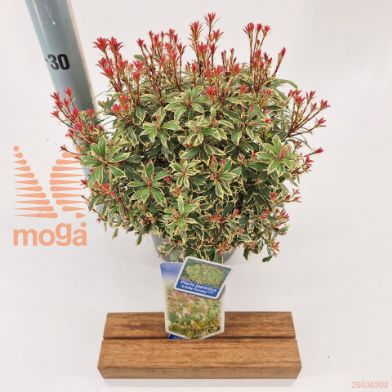 http://twentheplant.nl/tsd/90551_PIJLFROS_8P19020025_1.jpg