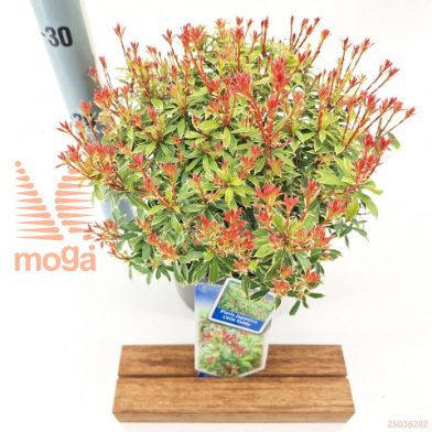 http://twentheplant.nl/tsd/90551_PIJLGOLD_8P19020025_1.jpg