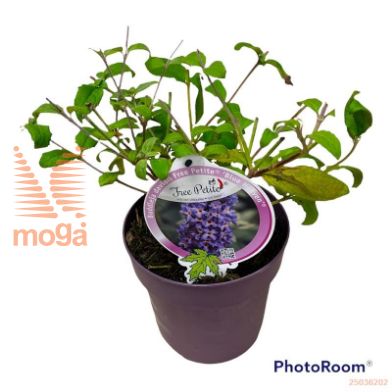 http://twentheplant.nl/tsd/82093_BUDFPBHE_8P19_2.jpg