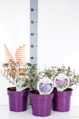 http://twentheplant.nl/tsd/82093_BUDFPETI_8P19_1.jpg