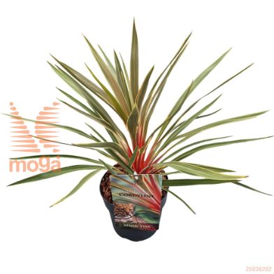http://twentheplant.nl/tsd/82539_COAMSTAR_8P17040050_1.jpg