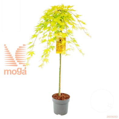 http://twentheplant.nl/tsd/82824_ACPCCITR_S100P26_1.jpg