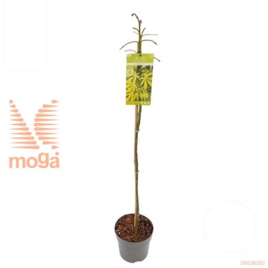 http://twentheplant.nl/tsd/82824_ACPCEMER_S100P26_1.jpg