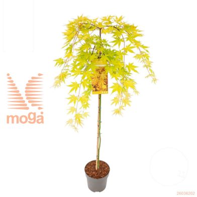 http://twentheplant.nl/tsd/82824_ACPCGOLD_S100P26_1.jpg