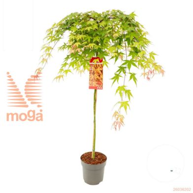http://twentheplant.nl/tsd/82824_ACPCRUBY_S100P26_1.jpg