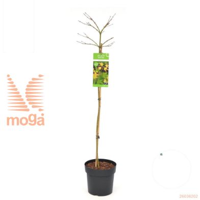 http://twentheplant.nl/tsd/82824_ACPLPRIN_S100P26_1.jpg
