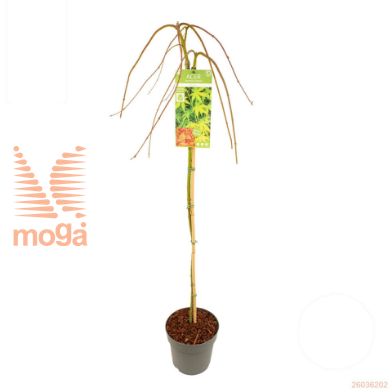 http://twentheplant.nl/tsd/82824_ACPRYUSE_S100P26_1.jpg