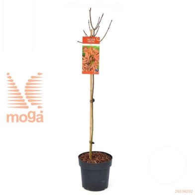 http://twentheplant.nl/tsd/82824_ACPSHAIN_S100P26_1.jpg