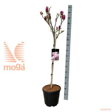 http://twentheplant.nl/tsd/55037_MACAMEO_S080C15_1.jpg