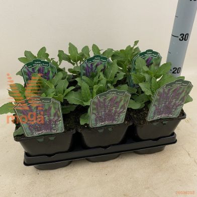 http://twentheplant.nl/tsd/94106_SANMPURP_8P17_1.jpg