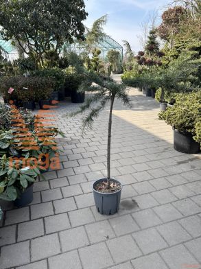 Cedrus deodara "Pendula" |1/2-Std-90|P24