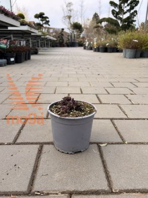 lepi srčki "Valentine"