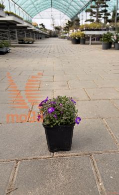 avbrecija "Axcent Violet with Eye"