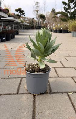 perzijski močvirski tulipan