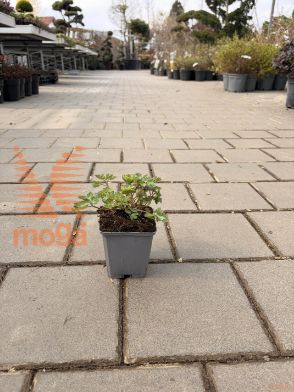 Aquilegia "Red Hobbit"