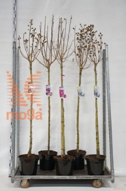 http://twentheplant.nl/tsd/90990_HISICULT_S120C10_1.jpg
