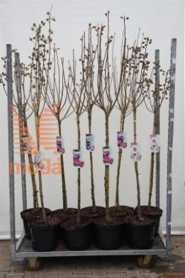 http://twentheplant.nl/tsd/90990_HISICULT_s090c10_1.jpg