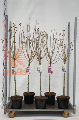 http://twentheplant.nl/tsd/90990_HISICULT_S060P26_1.jpg