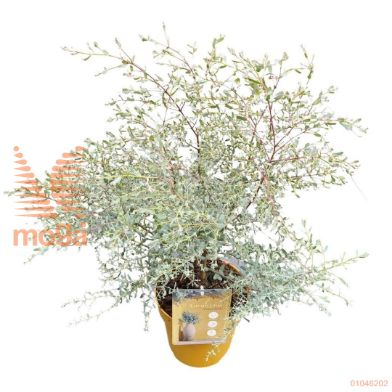 http://twentheplant.nl/tsd/82539_EUGFBLEU_8p19040050_1.jpg