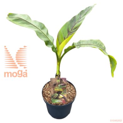 http://twentheplant.nl/tsd/82539_MUSERED_8P26050060_1.jpg