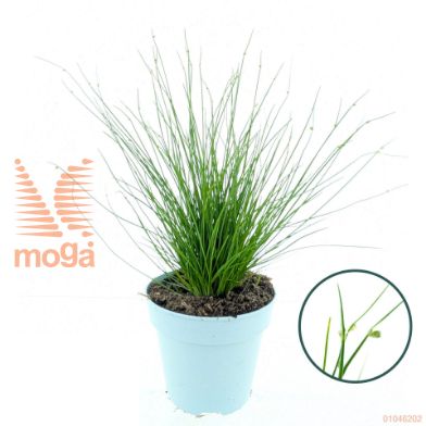 http://twentheplant.nl/tsd/51007_SCISOLEP_8P10.5_1.jpg