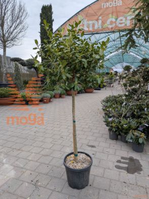 Ilex mutchagara "Nellie R. Stevens" |1/2-Std|FI:30-40|C35