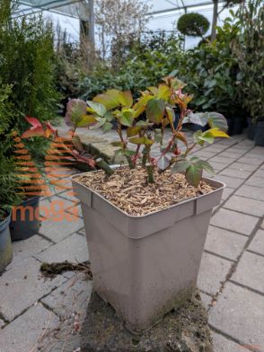 vrtnica "Meine Rose"