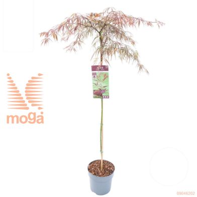 http://twentheplant.nl/tsd/82824_ACPISHID_S100P26_1.jpg