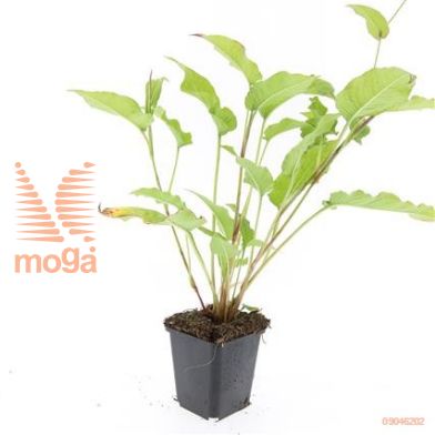 http://twentheplant.nl/tsd/54451_PEAMPLEX_8P09_1.jpg
