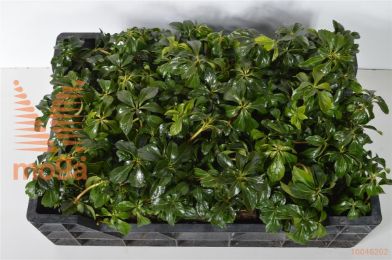 http://twentheplant.nl/tsd/55065_PATGSHEE_8P09_1.jpg