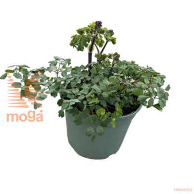 http://twentheplant.nl/tsd/98775_THATHUND_8P17_1.jpg