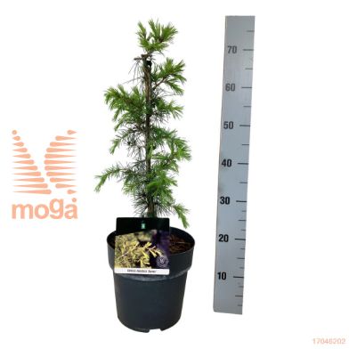 http://twentheplant.nl/tsd/70712_CEDAUREA_VP3040P23_2.jpg