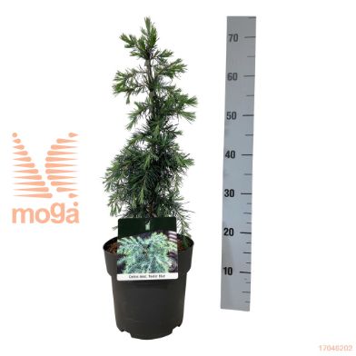 http://twentheplant.nl/tsd/70712_CEDFBLUE_VP3040P21_2.jpg