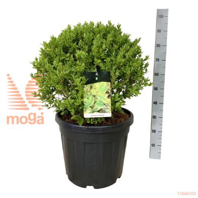 http://twentheplant.nl/tsd/55037_LIOAUREU_vbl5060c45e_2.jpg