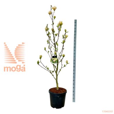 http://twentheplant.nl/tsd/55037_MASUNSAT_9C55225250E_1.jpg