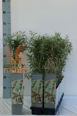 http://twentheplant.nl/tsd/61502_HIRPOLLM_8P17030040_2.jpg