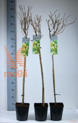 http://twentheplant.nl/tsd/61502_RIUCINVI_S090P23_1.jpg