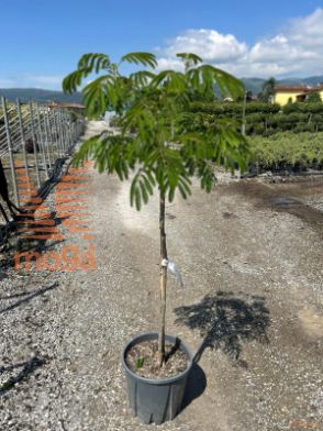 https://apps.innocentiemangonipiante.it/data/images/8051838431254/1747123335_albizia_tropical_dream_half_std.jpg