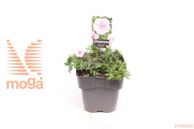 http://twentheplant.nl/tsd/96031_GESAPFEL_8P17_1.jpg