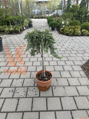 Juniperus conferta "Blue Pacific" |1/4 stem|FI:30-40|C
